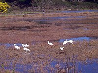 Egrets in Bothin Marsh