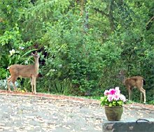 Deer in Mill Valley yard