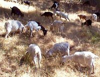 Goats devouring grass at the Baptist Seminary